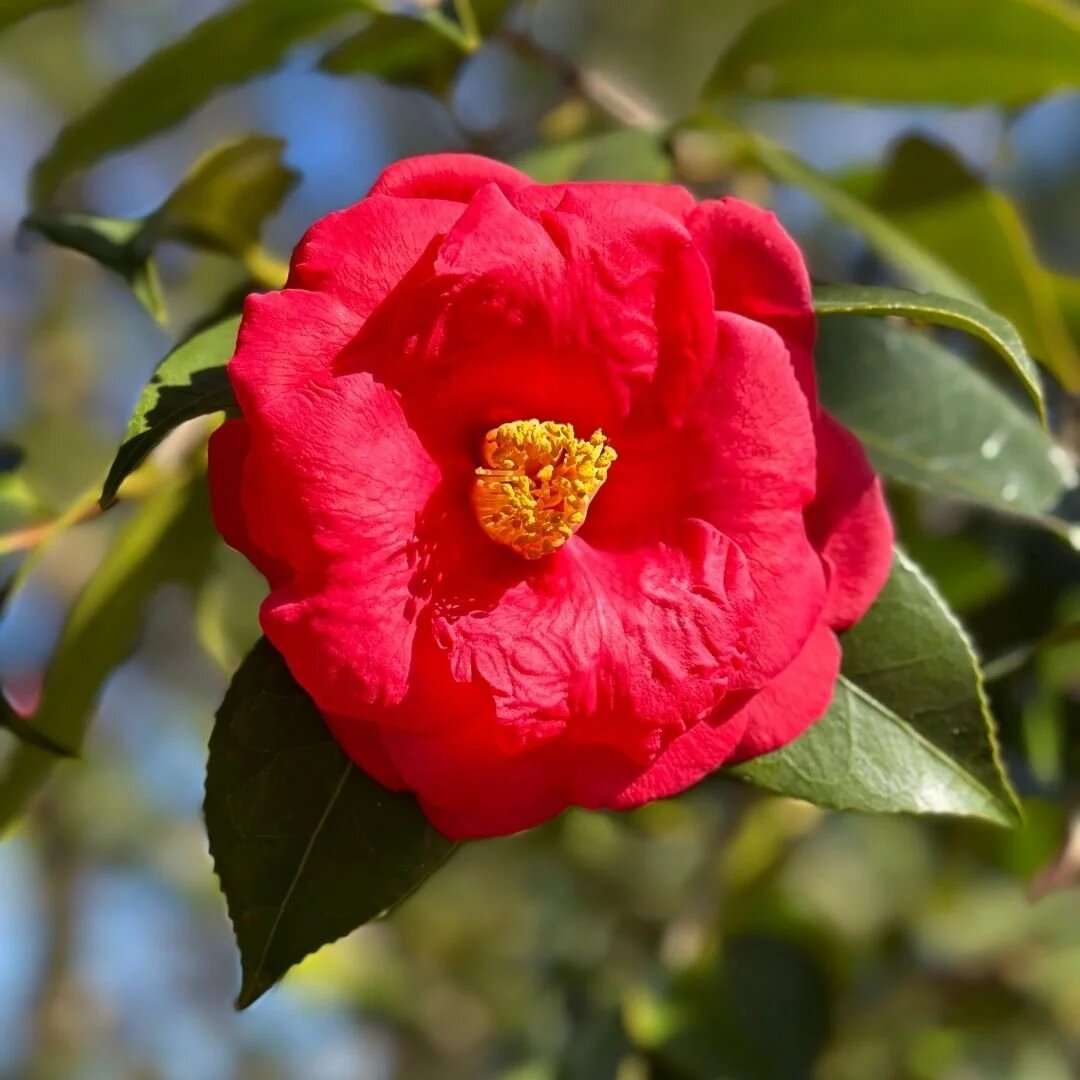 Camellia Seeds