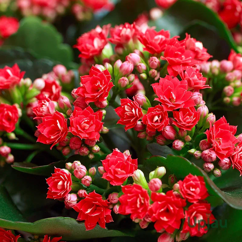 Kalanchoe flower seeds