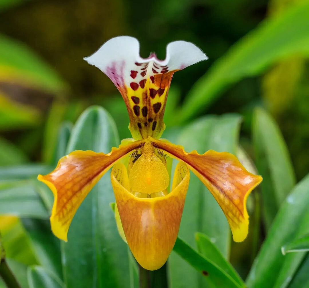 Cypripedium calceolus Seeds