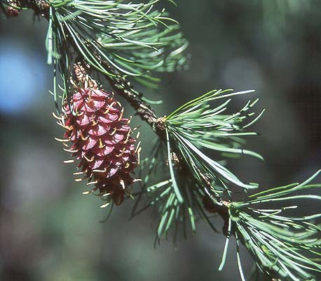 Larix Occidentalis Herb Seeds
