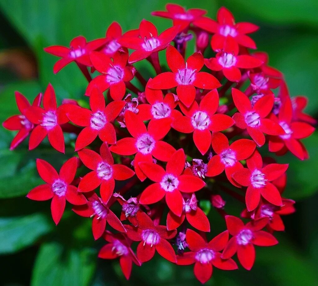 Egyptian Star Flower Seeds