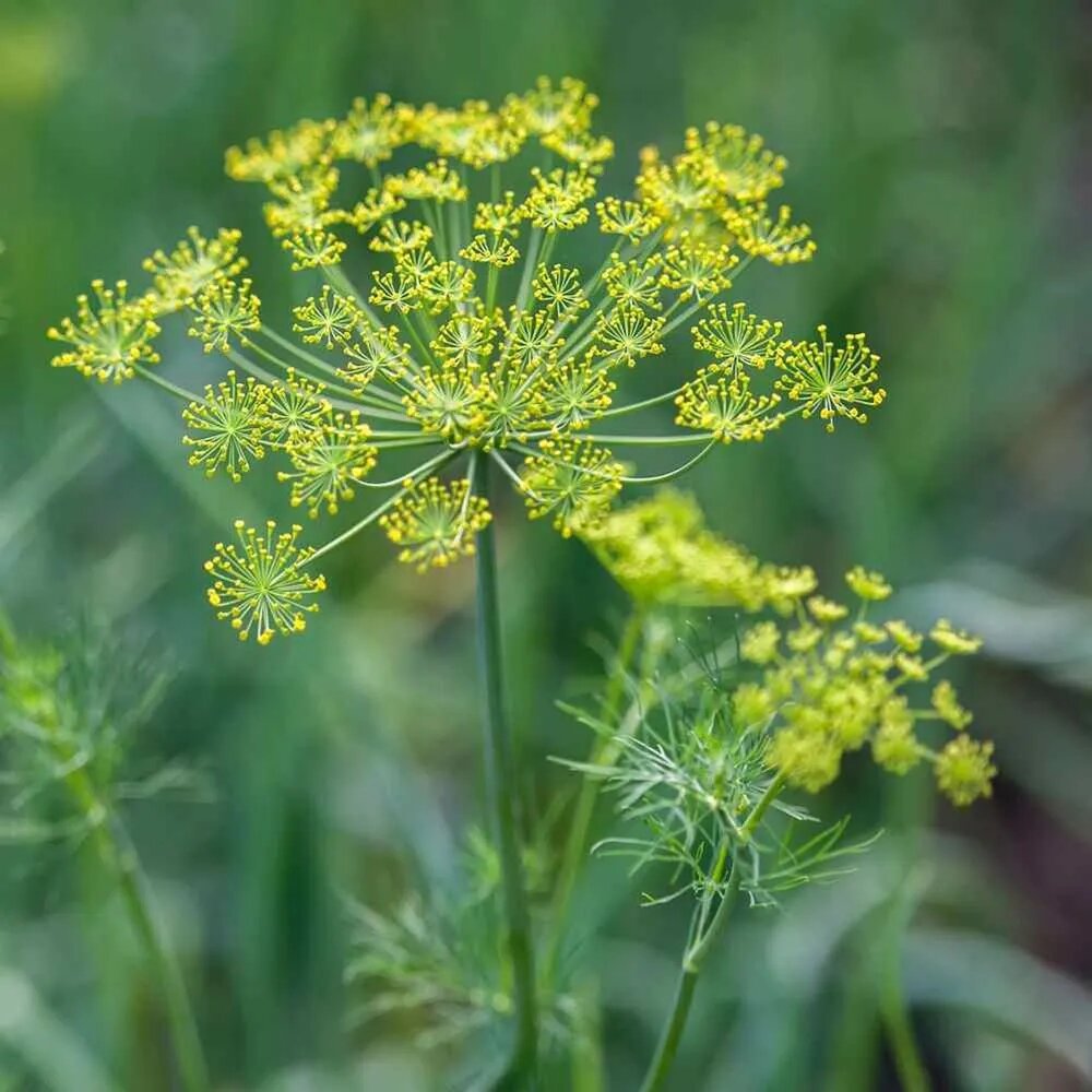 Caraway plant