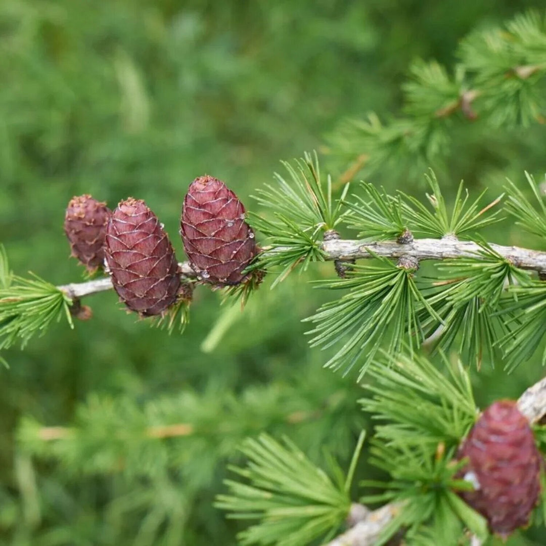 Larix Decidua Plant Seeds