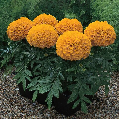 African Marigold Seeds