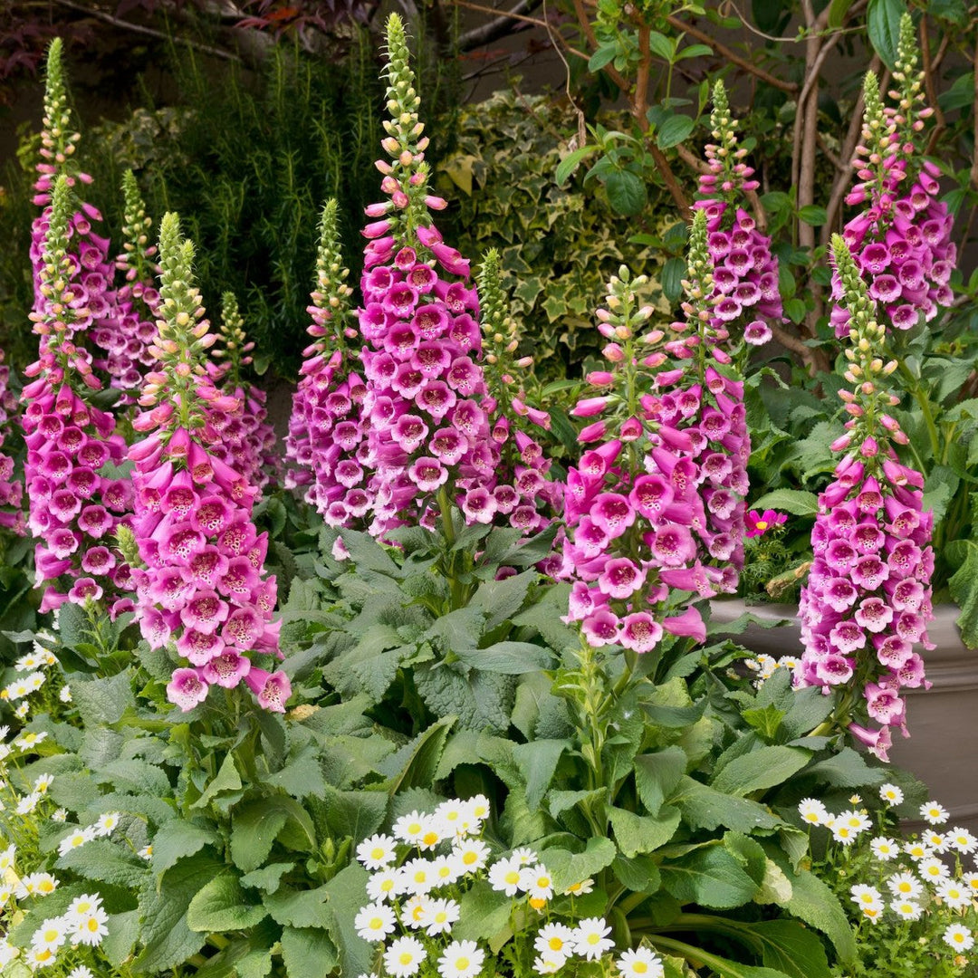 Foxglove Flower Seeds