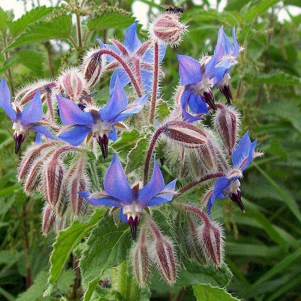 Borage Seeds