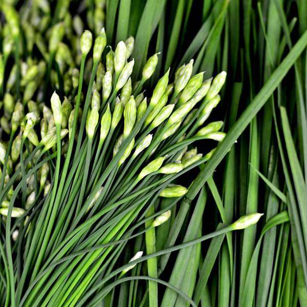 Garlic Chives Herb Seeds