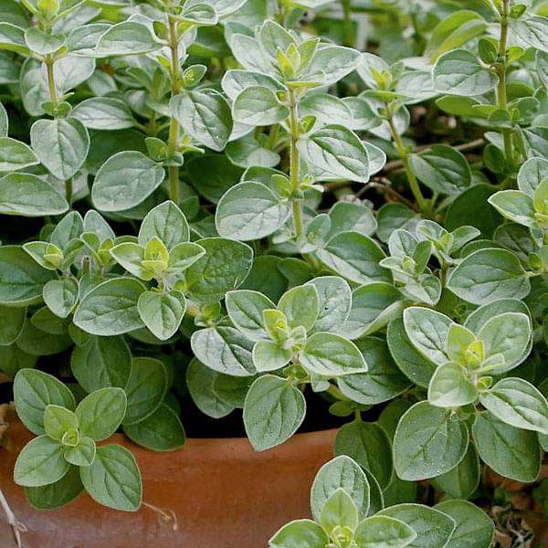 Garden Seeds
