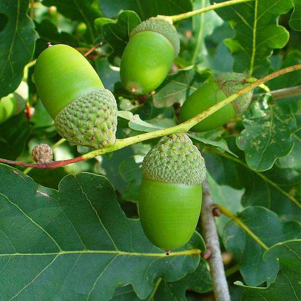 Oak Tree Seeds