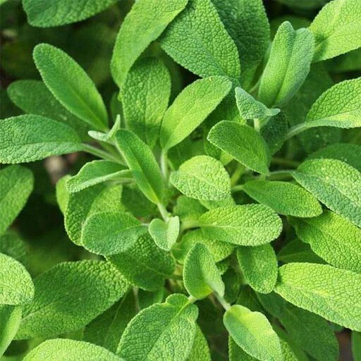 Garden Seeds