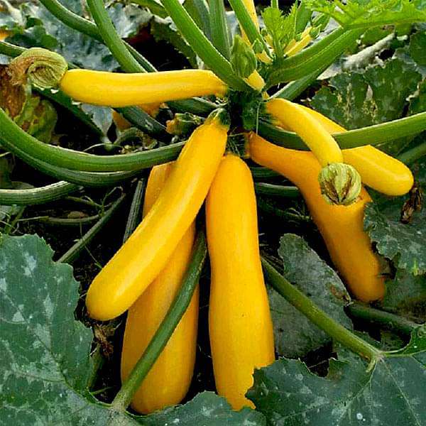 Yellow Squash Seeds