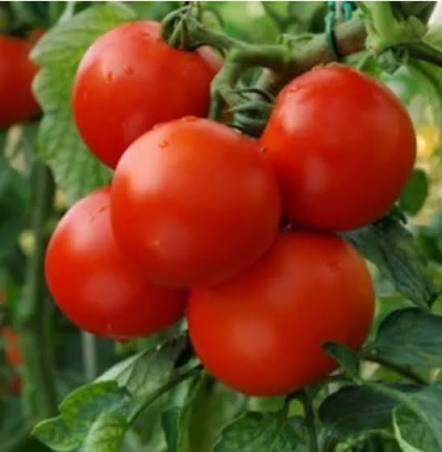 Tomato Seeds, tomato plant seeds, heirloom tomato seeds, tomato vegetable seeds