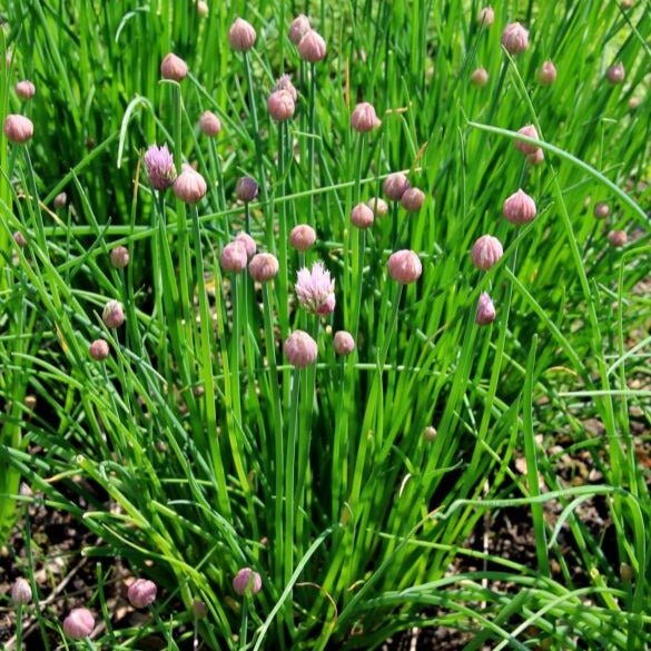 Spring ONION SEEDS 