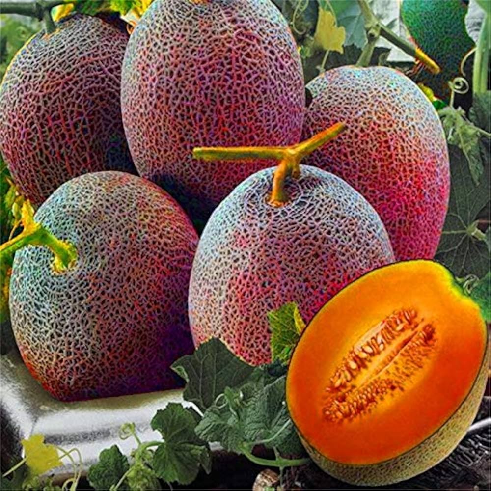 Cantaloupe fruit seeds