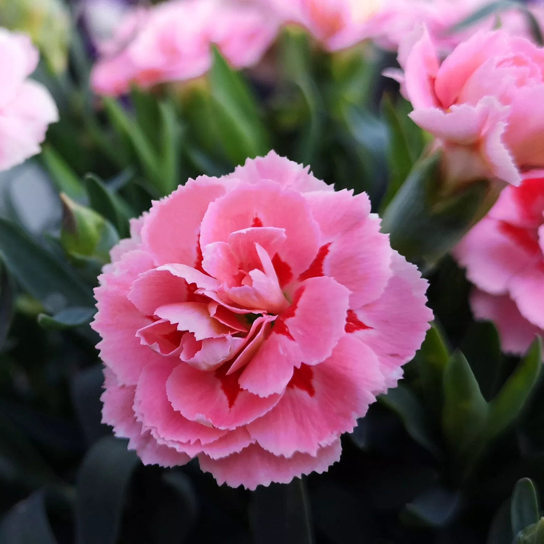 Carnations Flower Seeds