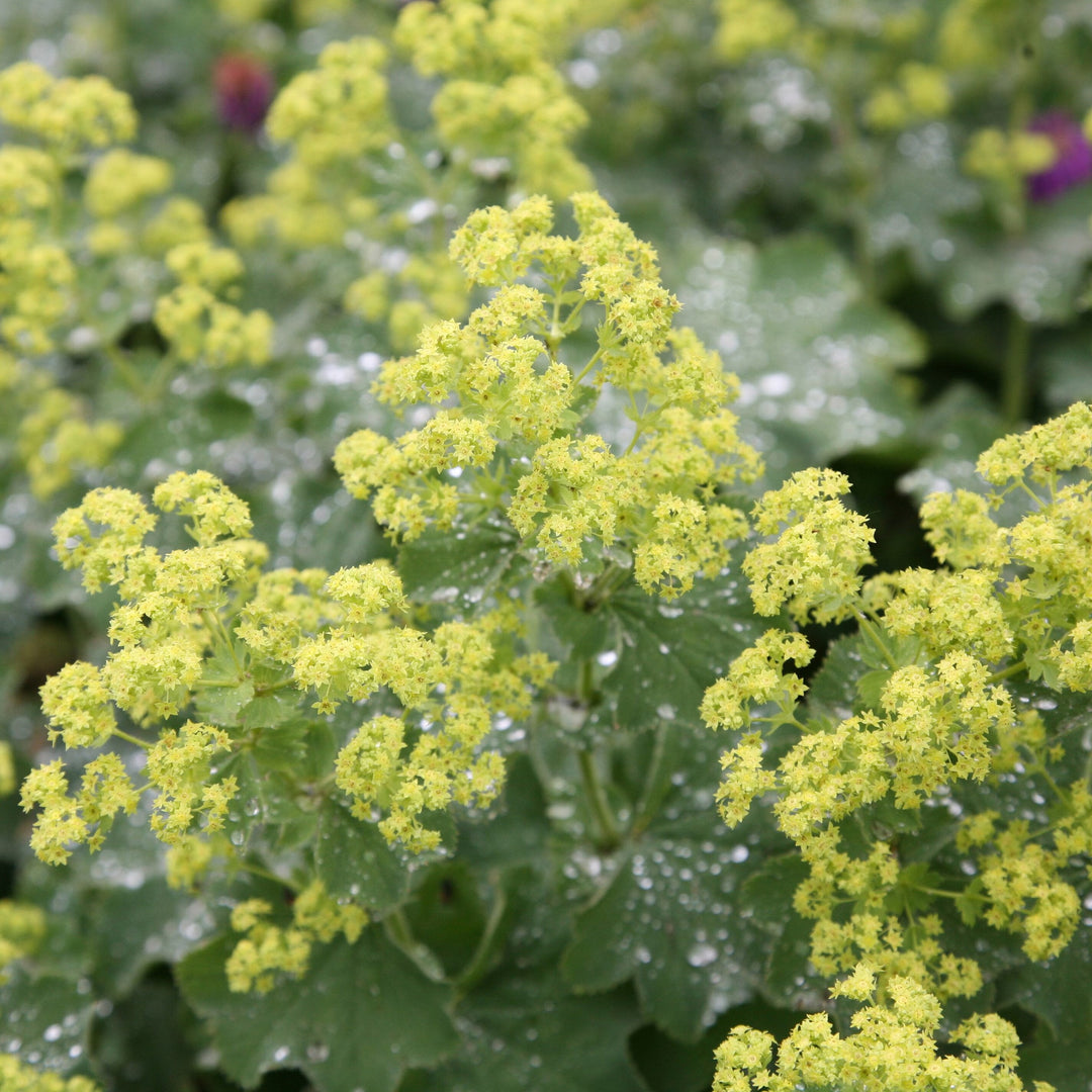 Alchemilla Mollis Seeds
