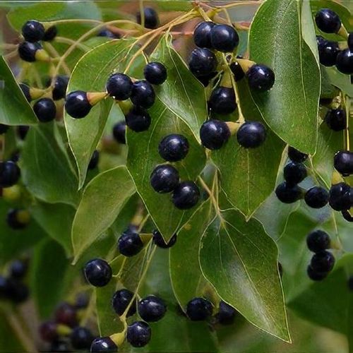 Cinnamomum camphora Fruit Seeds