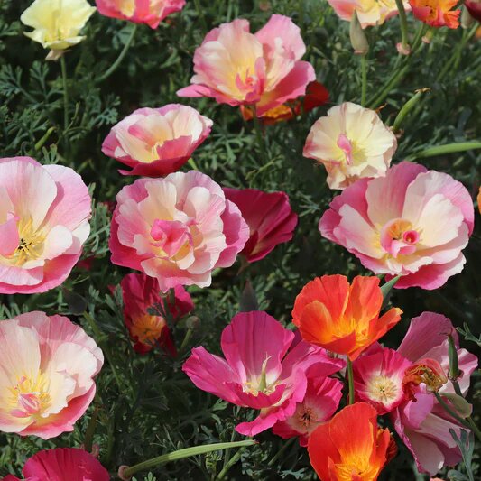 California Poppy Seeds