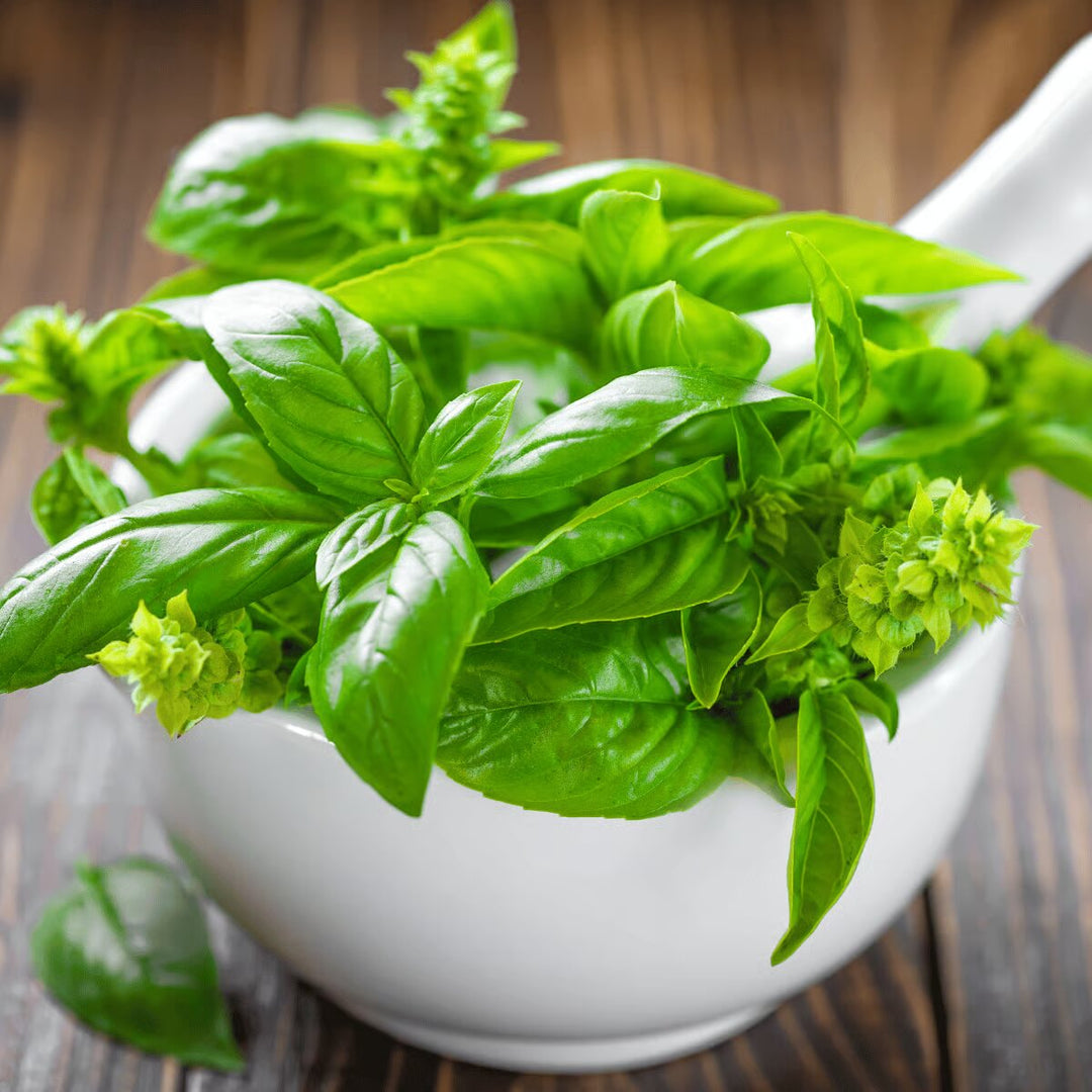 Italian Basil Herb Seeds