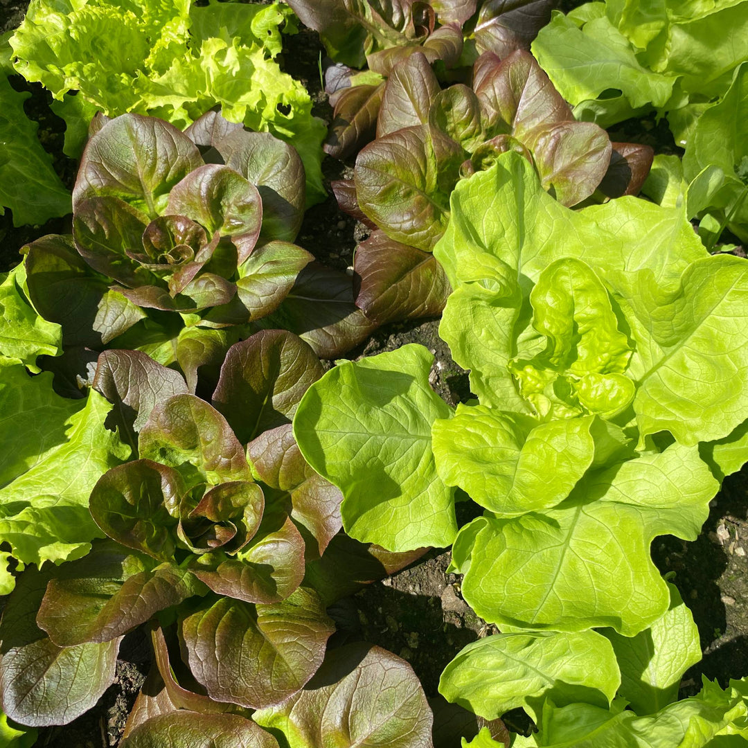 Organic Seeds, wildflower seeds, fruit seeds, flower seeds, herb seeds, microgreens
