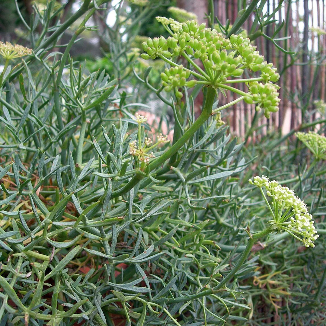 Rock Samphire Seeds