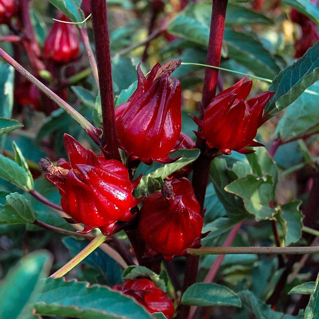 Hibiscus Roselle seeds 