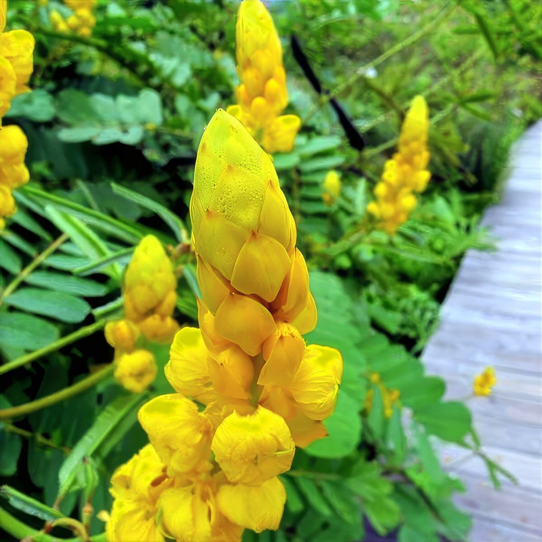 Candle Bush Flower Seeds