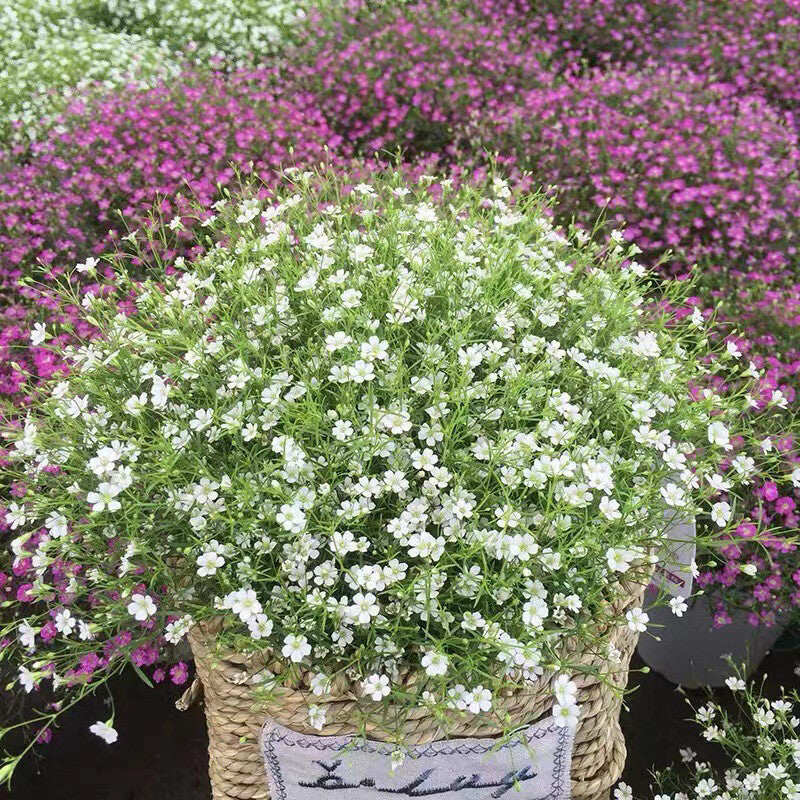 Gypsophila Flower Seeds