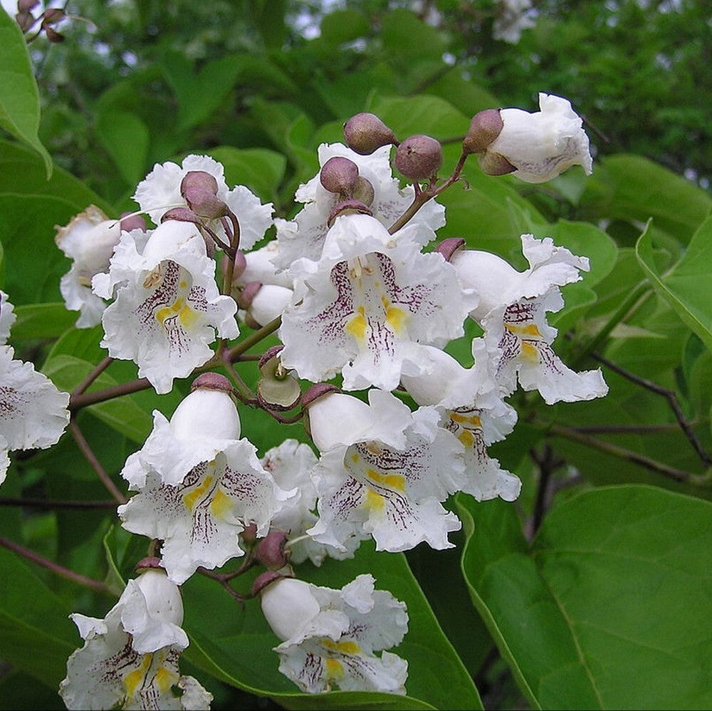 Catalpa Flower Seeds