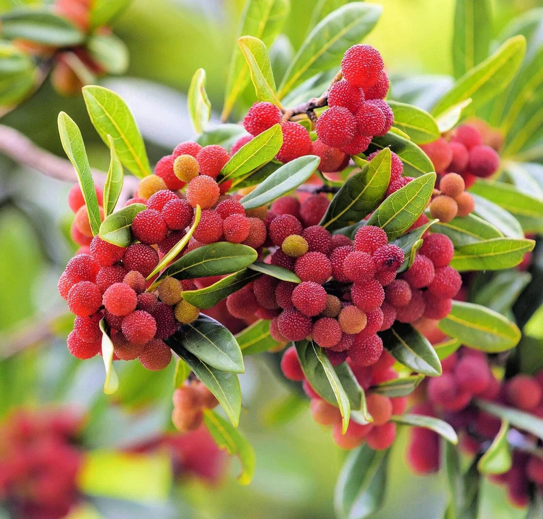 Myrica Fruit Seeds