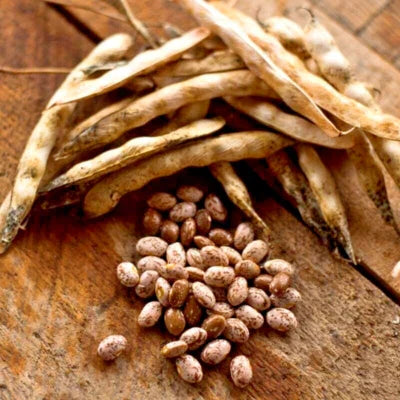Pinto Bean Seeds