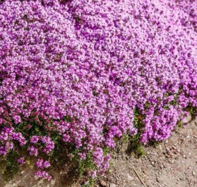 Creeping Thyme Flower Seeds