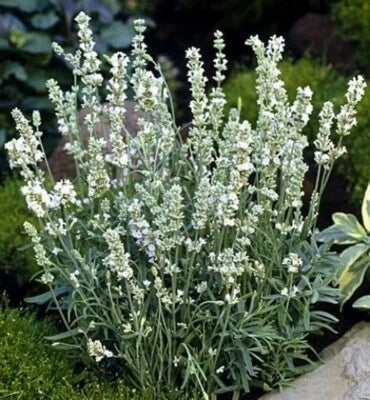 White Lavender Seeds