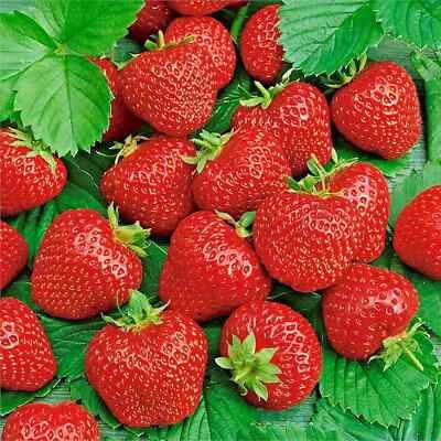 Strawberry Fruit Seeds