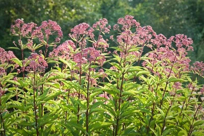 Joe-Pye flower seeds