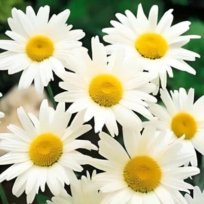 Shasta Daisy flower seeds