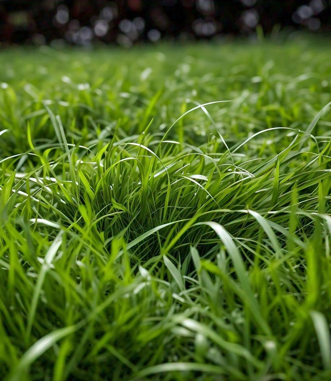 Zoysia Palisades Grass Seeds