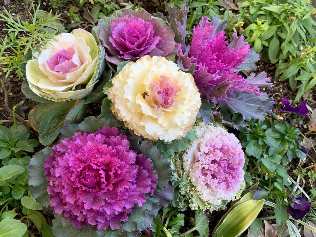 Annual Ornamental Seeds, flower seeds, fruit seeds, wildflower seeds, herb seeds