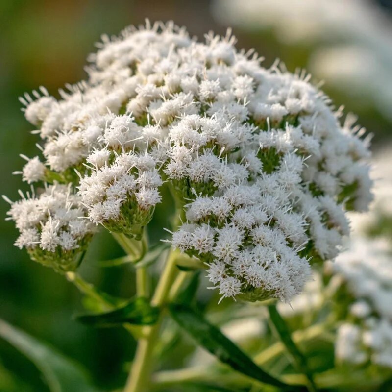 Boneset flower seeds