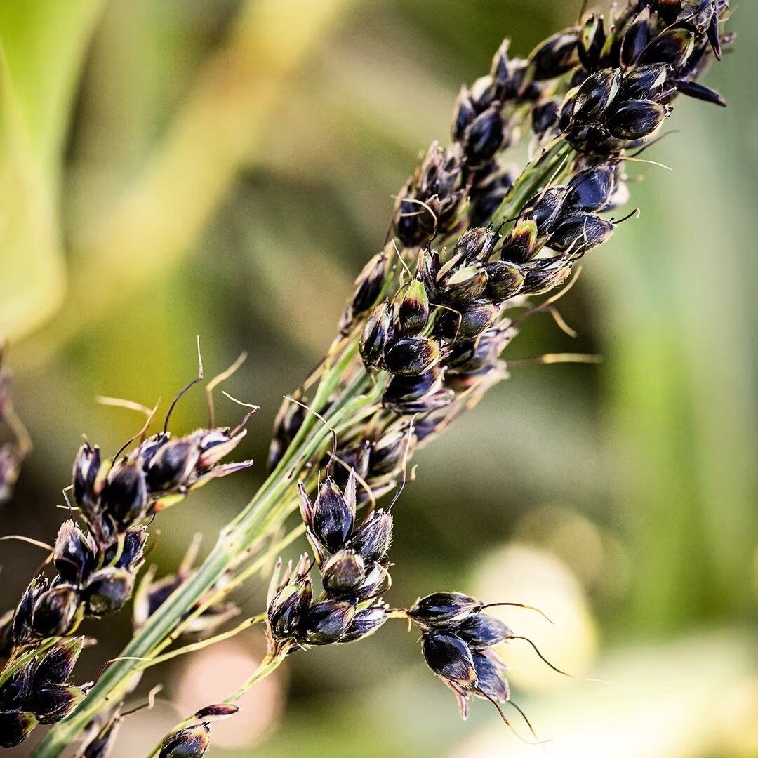 Amber Sorghum Seeds 
