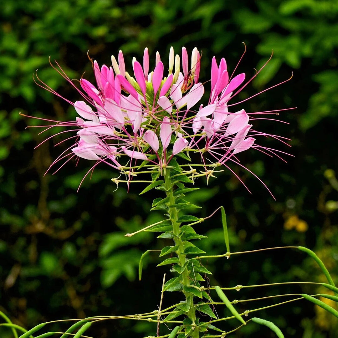 Cleome Flower Seeds