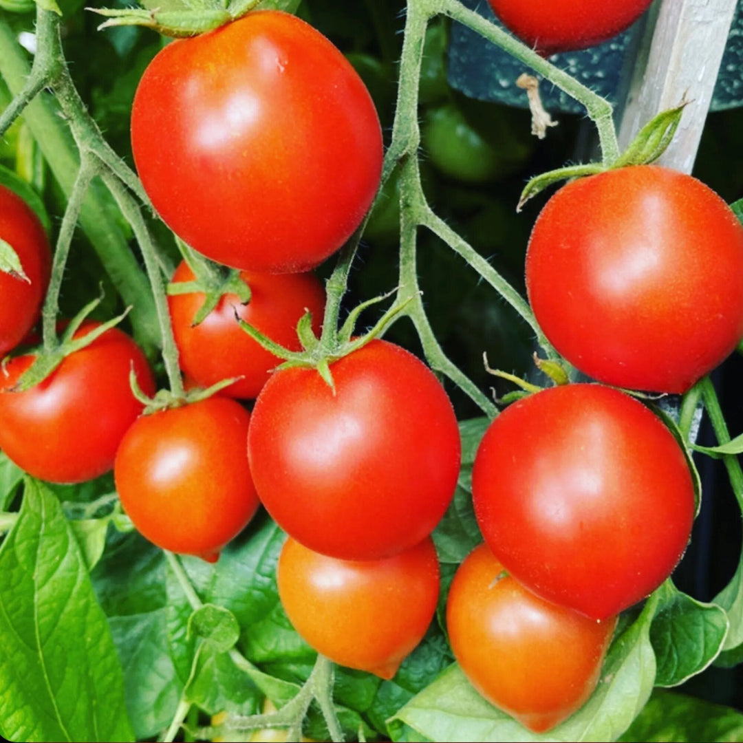 Arctic Plenty Fruit Seeds