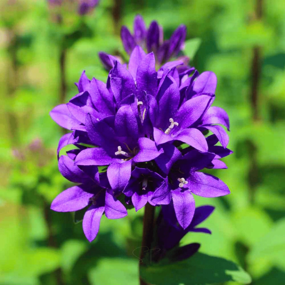 Bellflower Seeds