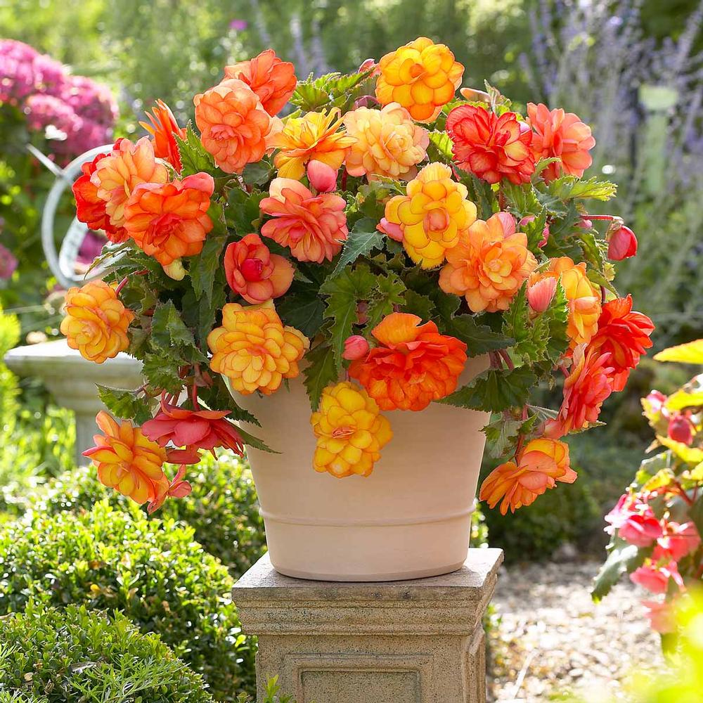 Begonia Flower Seeds
