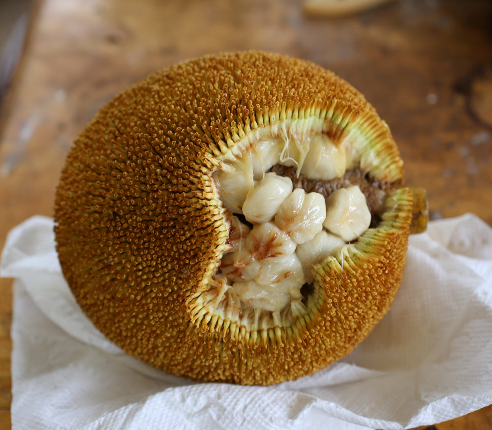 Bread Fruit Seeds