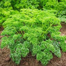 Curly Parsley Seeds for Planting – Heirloom, Non-GMO Culinary Herb for Kitchen Gardens and Garnishing