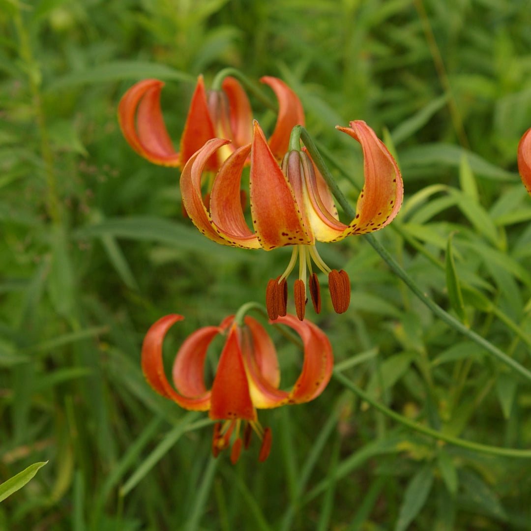 yellow organic flower seeds