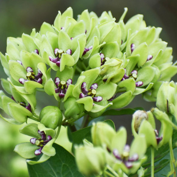 Asclepias blomsterfrø til plantning, arvestykke, ikke-GMO, 100 stk.