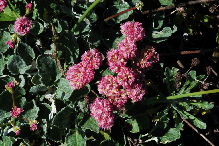 heirloom eriogonum flower seeds