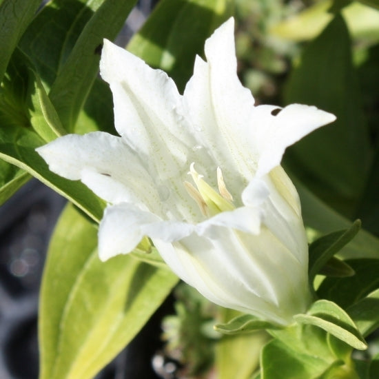 White Gentian Flower Seeds – Heirloom Non-GMO Seeds for Garden Planting